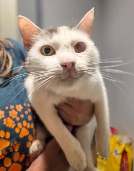 Dottie -  Domestic Short Hair Cat for Adoption in Fresno, California - Dottie | PetCurious