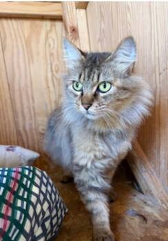 Rescue Domestic Long Hair Cats for Adoption in Nashville, Tennessee - Astra | PetCurious