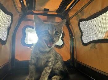 A383751 -  Domestic Short Hair Cat for Adoption in Ocala, Florida - A383751 | PetCurious