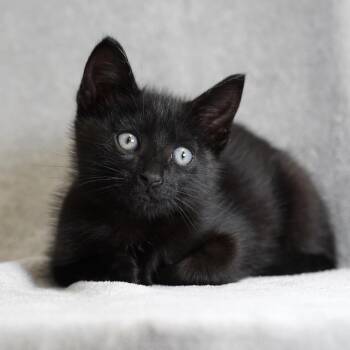 Bean -  Domestic Short Hair Cat for Adoption in Redwood City, California - Bean | PetCurious