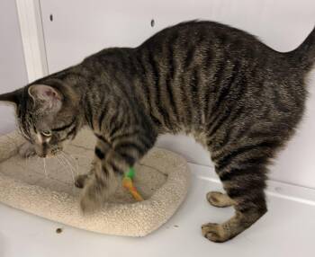 Laurence -  Tabby Cat for Adoption in Alexandria, Virginia - Laurence | PetCurious