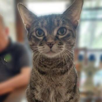 Melody -  Domestic Short Hair and Tabby Cat for Adoption in Chicago, Illinois - Melody | PetCurious