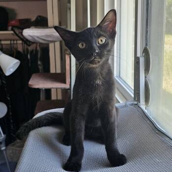 Gabe MH 0426 -  Domestic Short Hair Cat for Adoption - Gabe MH 0426 | PetCurious