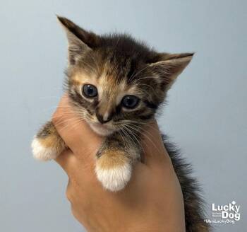 Sloane -  Domestic Short Hair Cat for Adoption in Washington, District Of Columbia - Sloane | PetCurious