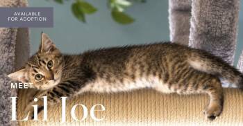 Lil Joe -  Domestic Short Hair Cat for Adoption in Kenhorst, Pennsylvania - Lil Joe | PetCurious