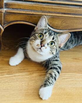 Maggie -  Tabby Cat for Adoption in Fort Worth, Texas - Maggie | PetCurious