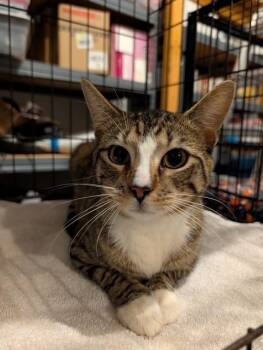 Surf -  Domestic Short Hair Cat for Adoption in Emerald Isle, North Carolina - Surf | PetCurious