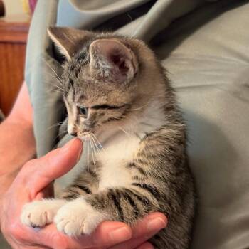 Bunzie -  Domestic Short Hair Cat Available for Adoption in Newport News, Virginia - Bunzie | PetCurious