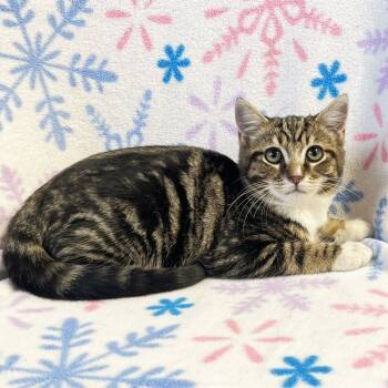 Rescue Domestic Short Hair Cats for Adoption in Mt. Juliet, Tennessee - Trolley | PetCurious