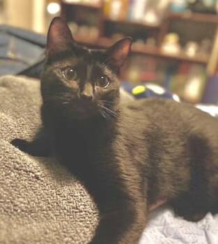Rescue Bombay and Domestic Short Hair Cats for Adoption in Sugar Land, Texas - Boba (Angel Of Resilience) | PetCurious