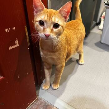 Rescue Domestic Short Hair Cats for Adoption in Alexandria, Virginia - Al | PetCurious