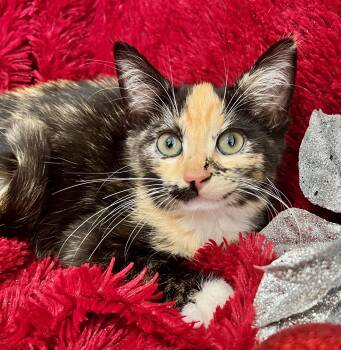 Rescue Calico Cats for Adoption in St. Augustine, Florida - Aurora | PetCurious