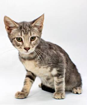 Raven -  Domestic Short Hair Cat for Adoption in Morton Grove, Illinois - Raven | PetCurious