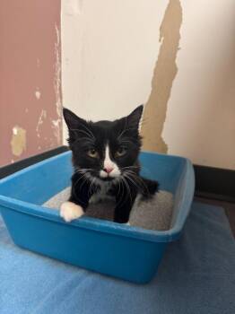 Domestic Long Hair Cats Available for Adoption in Winnipeg, Manitoba - Cat Hernandez | PetCurious