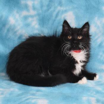 Hyde -  Domestic Short Hair Cat for Adoption in Eureka, California - Hyde | PetCurious
