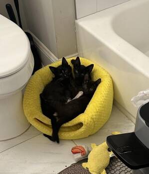 Echo, Dottie, and Ghost -  Domestic Short Hair Cat for Adoption in Leesburg, Virginia - Echo, Dottie, And Ghost | PetCurious