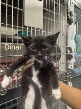 Domestic Short Hair Cats Available for Adoption in Hilton Head Island, South Carolina - Dinar | PetCurious