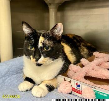 DOMINO -  Domestic Short Hair Cat for Adoption in West Palm Beach, Florida - DOMINO | PetCurious