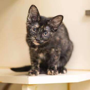 Domestic Short Hair Cats Available for Adoption - Thither (Bonded With Hither) | PetCurious