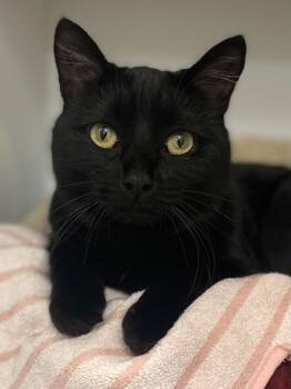 Rescue Domestic Medium Hair Cats for Adoption in Neosho, Missouri - Lavender | PetCurious