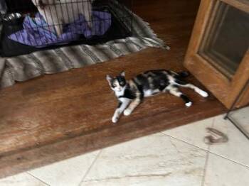 Benita -  Domestic Short Hair Cat for Adoption in Mokena, Illinois - Benita | PetCurious
