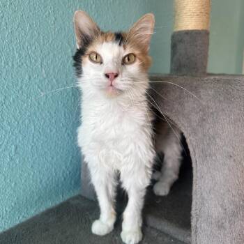 Margot -  Domestic Long Hair Cat for Adoption in Fresno, California - Margot | PetCurious
