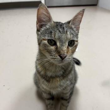 Angel -  Domestic Short Hair Cat for Adoption in Pine Bluff, Arkansas - Angel | PetCurious