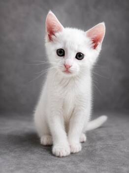 Merengue -  Domestic Short Hair Cat for Adoption in Lemoyne, Pennsylvania - Merengue | PetCurious