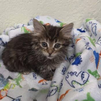 Domestic Short Hair Cats Available for Adoption - Princess Zelda | PetCurious