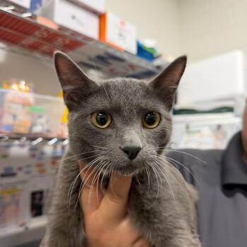 Mr. Squeeks -  Domestic Short Hair Cat for Adoption in League City, Texas - Mr. Squeeks | PetCurious