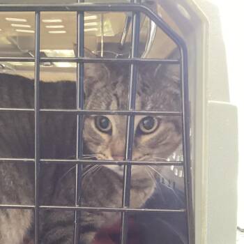 Domestic Short Hair Cats Available for Adoption - Biltmore Kitty | PetCurious