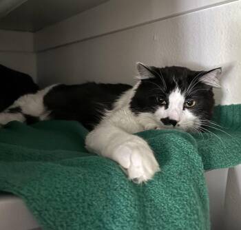 JC - Louie -  Domestic Medium Hair Cat Available for Adoption in Battle Ground, Washington - JC - Louie | PetCurious