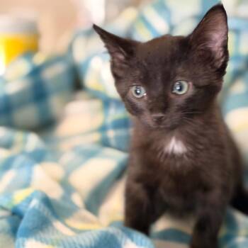 Benji -  Domestic Short Hair Cat for Adoption in Blackfoot, Idaho - Benji | PetCurious