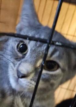 Rescue Domestic Short Hair Cats for Adoption in Evans City, Pennsylvania - Jackson | PetCurious