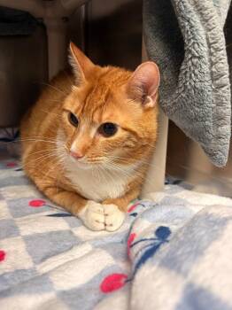 Simba -  Domestic Short Hair Cat for Adoption in Detroit, Michigan - Simba | PetCurious