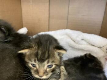 A1921250 -  Domestic Medium Hair Cat for Adoption in Thousand Palms, California - A1921250 | PetCurious