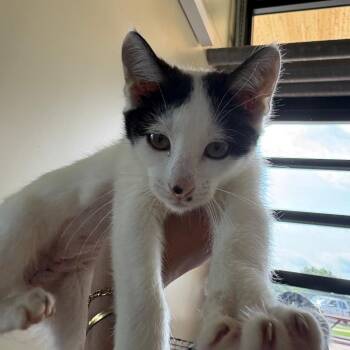 Men in black- L -  Domestic Short Hair Cat for Adoption in Leander, Texas - Men In Black- L | PetCurious