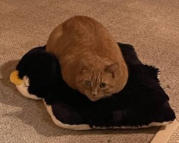 Rescue Domestic Short Hair Cats for Adoption in Lititz, Pennsylvania - Spicy | PetCurious