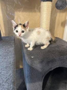 Chia -  Calico Cat for Adoption in Orlando, Florida - Chia | PetCurious