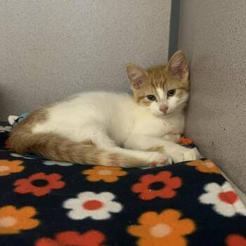 Luther -  Domestic Short Hair Cat for Adoption in Cedar Rapids, Iowa - Luther | PetCurious