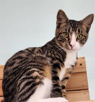 Rescue Domestic Short Hair Cats for Adoption in Gold Beach, Oregon - Orbit | PetCurious