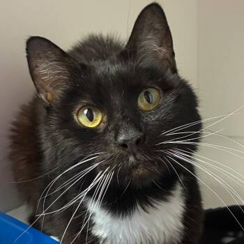 Domestic Medium Hair Cats Available for Adoption - Casanova | PetCurious