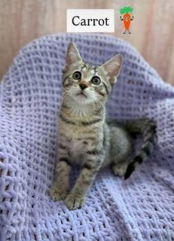 Carrot -  Domestic Short Hair Cat for Adoption in Chamblee, Georgia - Carrot | PetCurious