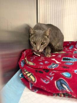 Oozie(Aslan) -  Domestic Short Hair Cat for Adoption in Republic, Missouri - Oozie(Aslan) | PetCurious
