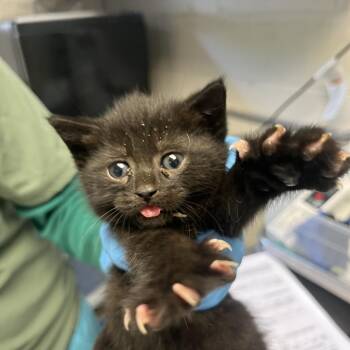 Linda -  Domestic Short Hair Cat for Adoption in Ruckersville, Virginia - Linda | PetCurious