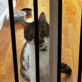 Domestic Short Hair Cats Available for Adoption in Lakewood, Colorado - Miller | PetCurious