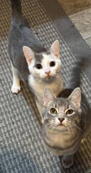 Rescue American Shorthair Cats for Adoption in Philadelphia, Pennsylvania - Echo And Bubbles | PetCurious