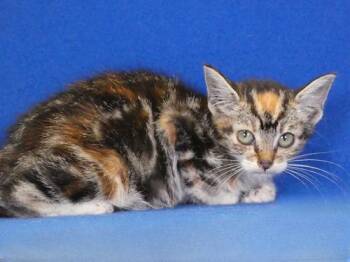HEIDI -  Calico Cat for Adoption in Pasadena, California - HEIDI | PetCurious
