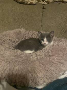 Screech, Willow Grove PS, (FCID 06/02/2026-124) -  Domestic Short Hair Cat for Adoption in Greenville, Delaware - Screech, Willow Grove PS, (FCID 06/02/2026-124) | PetCurious