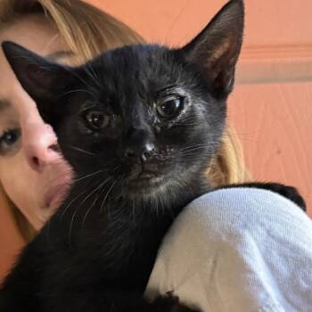 Domestic Short Hair Cats Available for Adoption in Huntington Beach, California - Oli | PetCurious